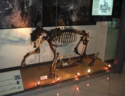 skeleton